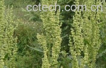 果蔬百科倒扣草-0