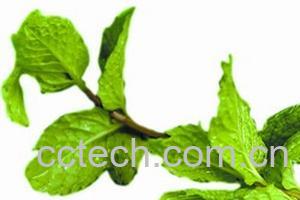 果蔬百科薄荷叶-0
