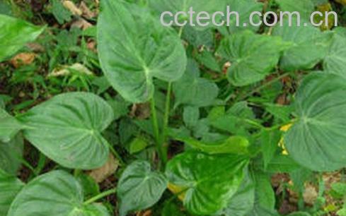 果蔬百科尖尾痕芋头-0