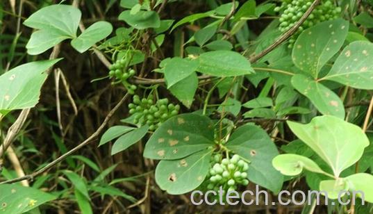 果蔬百科红藤-0