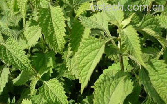 果蔬百科冬凌草-0