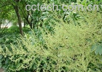 果蔬百科五倍子-0