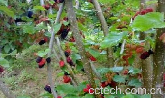 果蔬百科桑枝-0