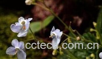 果蔬百科散瘀草-0