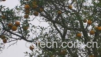 果蔬百科香橼-0