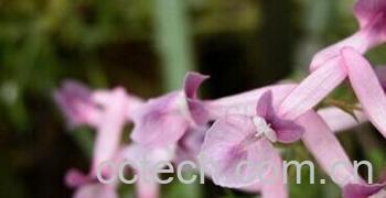 果蔬百科夏天无-0