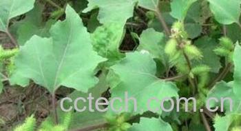 果蔬百科苍耳子-0