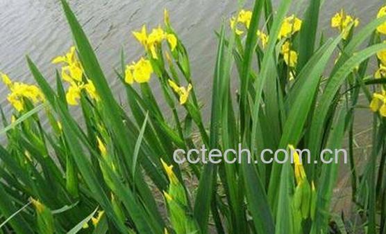 果蔬百科菖蒲-0