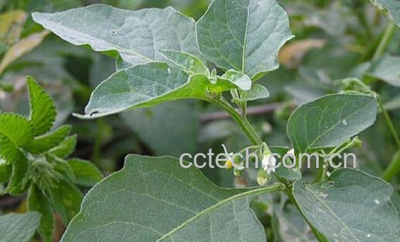 果蔬百科龙葵-0