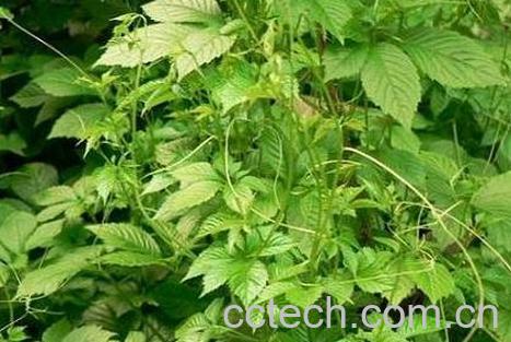 果蔬百科绞股蓝-0