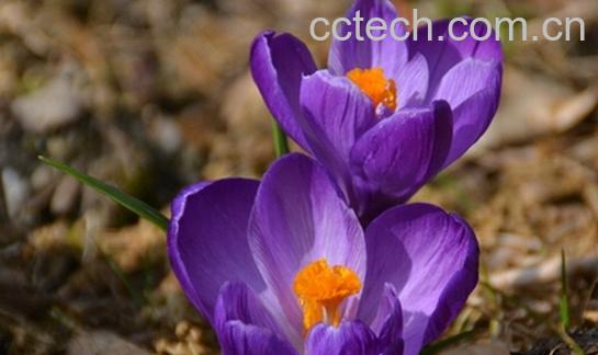 果蔬百科西红花-0