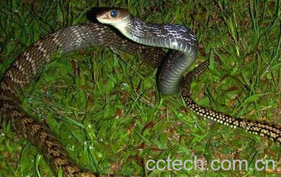 果蔬百科乌梢蛇-0