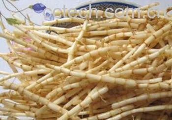 果蔬百科茅根-0