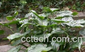 果蔬百科姑婆芋-0