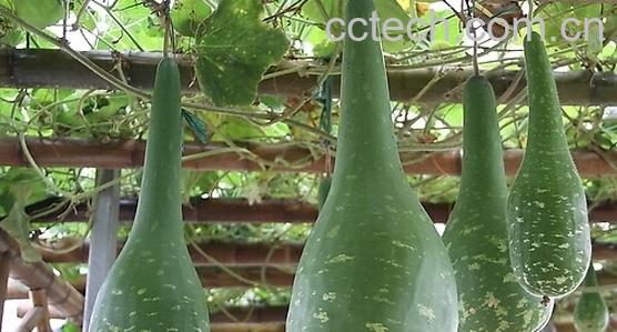 果蔬百科瓠子-0