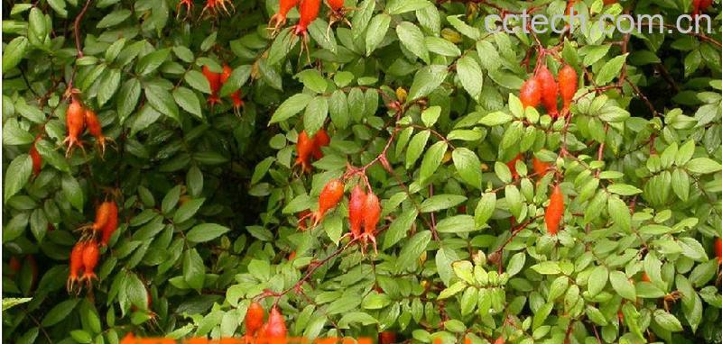 果蔬百科腺果大叶蔷薇的功效与作用-0