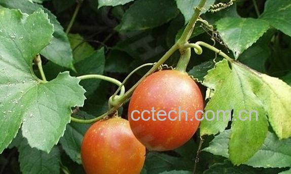 果蔬百科果裸-0