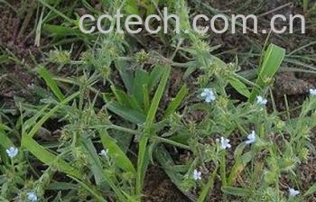 果蔬百科鹤虱-0