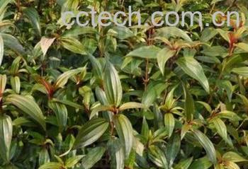 果蔬百科尖子木-0