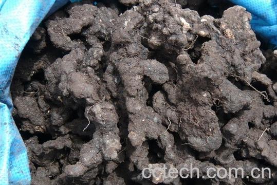 果蔬百科猪苓-0