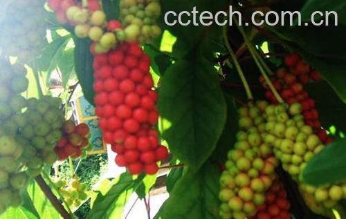 果蔬百科五味子-0