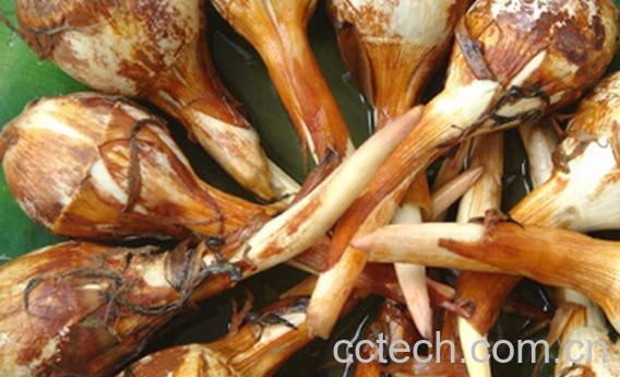 果蔬百科茨菰-0