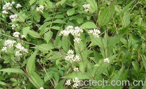 果蔬百科泽兰-0