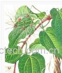 果蔬百科川木通-0