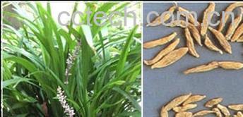 果蔬百科麦冬-0