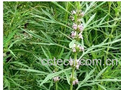 果蔬百科茺蔚子-0