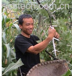 果蔬百科虫白蜡-0