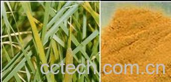 果蔬百科蒲黄-0