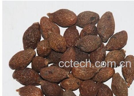 果蔬百科胖大海-0