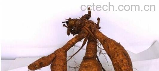 果蔬百科葛根-0