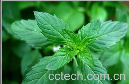 果蔬百科薄荷脑-0