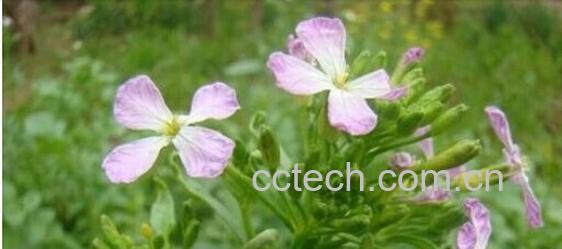 果蔬百科菜菔子-0