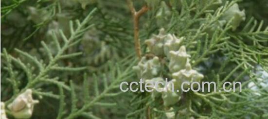 果蔬百科侧伯叶-0