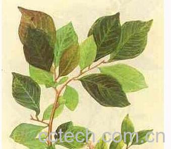 果蔬百科常山-0