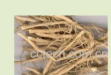 果蔬百科白前-0