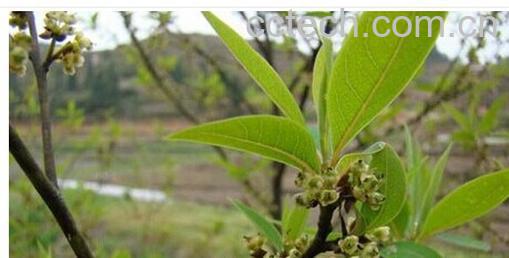 果蔬百科荜澄茄-0