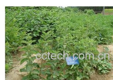 果蔬百科白薇-0