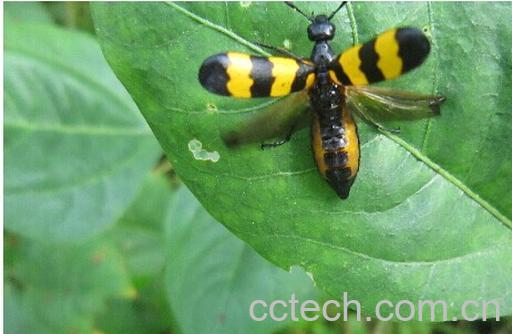 果蔬百科斑蝥-0