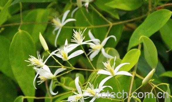 果蔬百科甘草-0