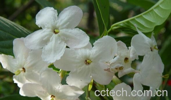 果蔬百科馥郁滇丁香-0