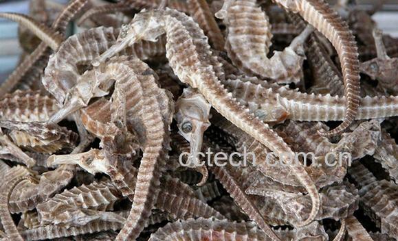 果蔬百科海马-0