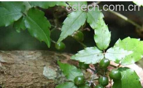 果蔬百科白蔹-0