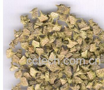 果蔬百科白蒺藜-0