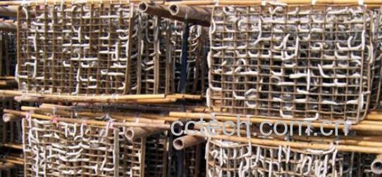 果蔬百科白僵蚕-0