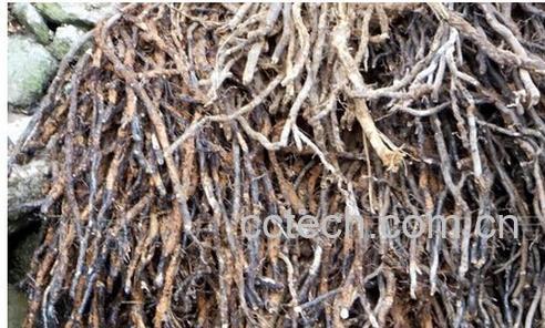 果蔬百科蕨根-0