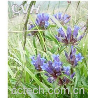 果蔬百科秦艽jiao-0